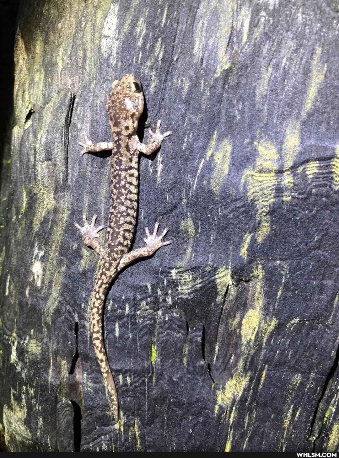 california, wildlife, amphibians, photography