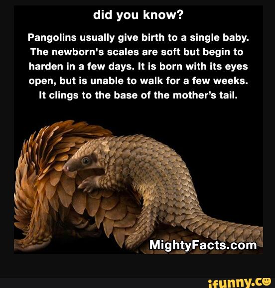 did you know?
Pangolins usually give birth to a single baby.
The newborn's scales are soft but begin to
harden in a few days. It is born with its eyes
open, but is unable to walk for a few weeks.
It clings to the base o' the mother's tail.