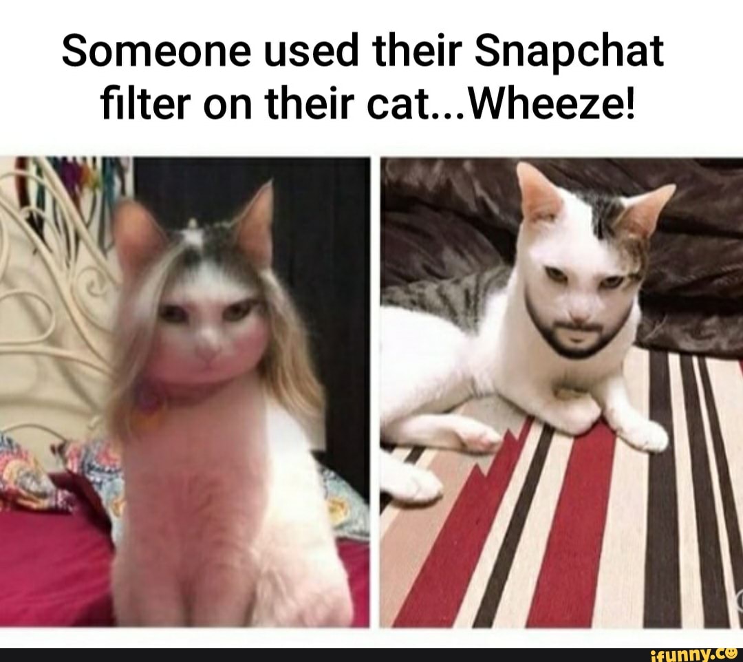 Someone used their Snapchat filter on their cat...Wheeze! - iFunny