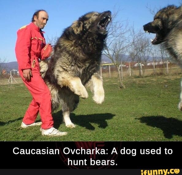 dogs that used to hunt bears