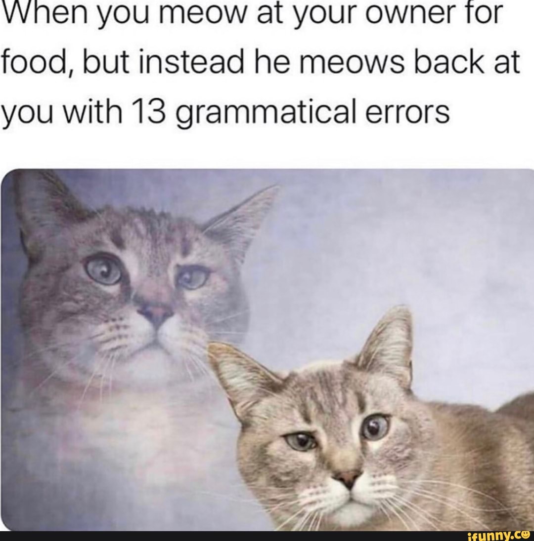 vvnen you meow at your owner for food, but instead he meows back at you with 13 grammatical errors
