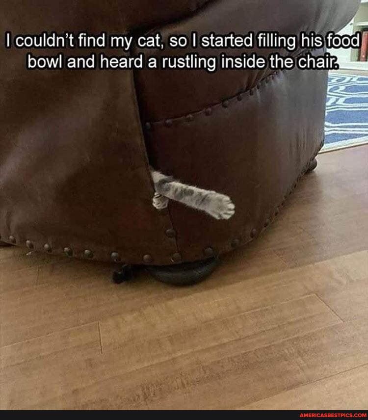 I couldn't find my cat. so I started filling his food bowl and heard a rustling inside the