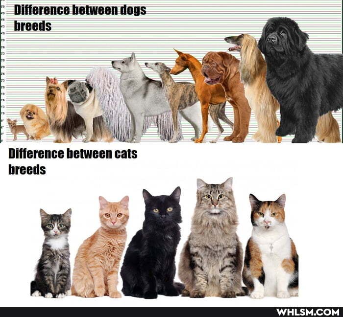 -SS=
Difference hetween cats breeds