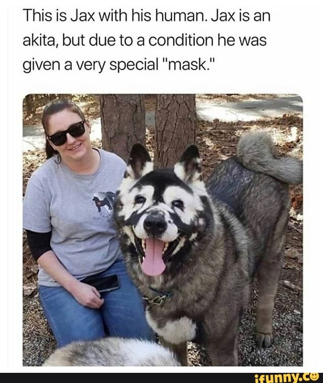 This is Jax with his human. Jax is an
akita, but due to a condition he was
given a very special "mask."