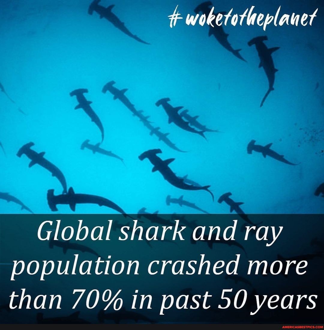 Global Shark And Ray Population Crashed More Than 70% In Past 50 Years ...