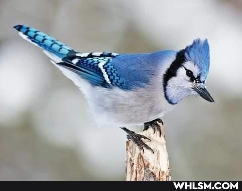 birds, blue_jays, cardinals, which_one
