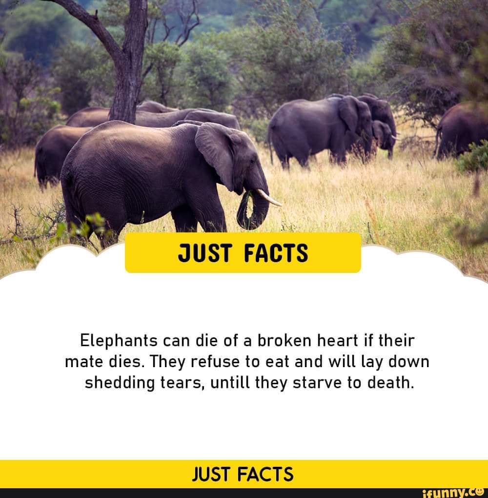 JUST FACTS Elephants can die of a broken heart if their mate dies. They