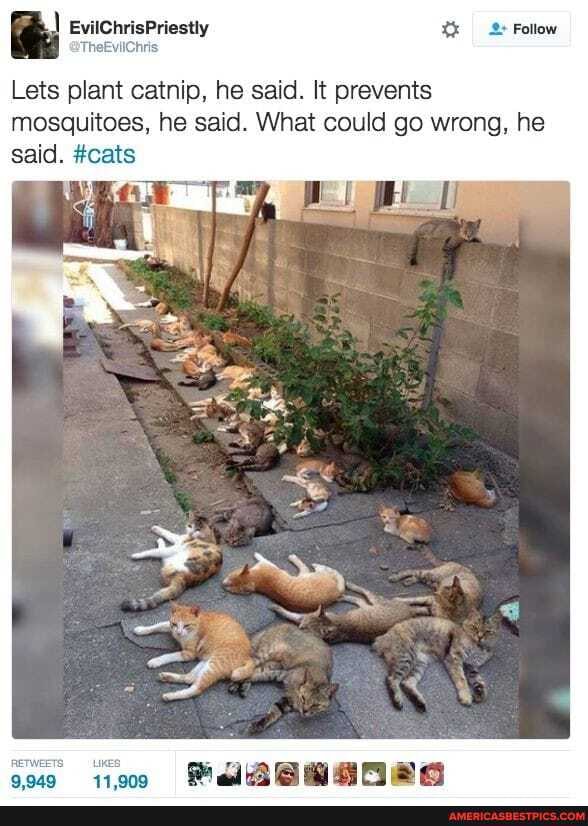 Follow
Lets plant catnip, he said. It prevents mosquitoes, he said. What could go wrong, he said. #cats