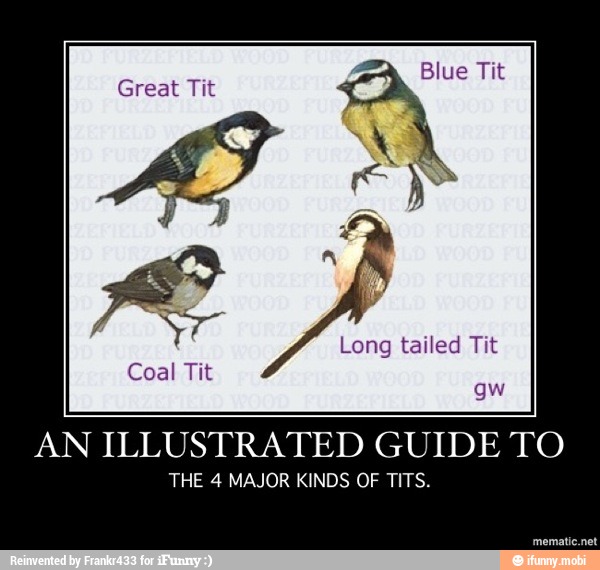 Great Tit a Tit AN ILLUSTRATED GUIDE TO THE 4 MAJOR KINDS OF TITS. 