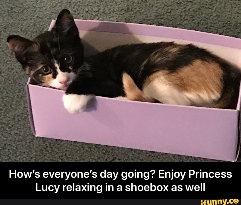 How's everyone's day going? Enjoy Princess
Lucy relaxing in a shoebox as well - How’s everyone’s day going? Enjoy Princess Lucy relaxing in a shoebox as well