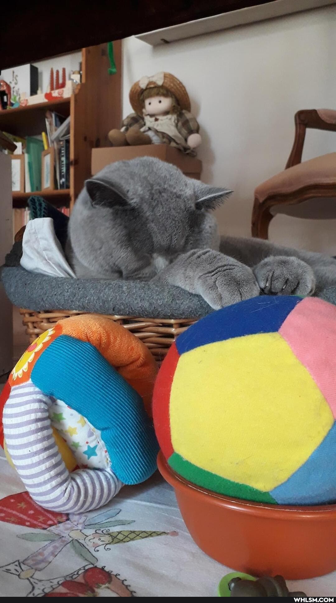 cats, cat, funny