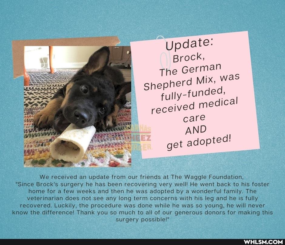 AND
We received an update from our friends at The Waggle Foundation,
"Since Brock's surgery he has been recovering very well! He went back to his foster home for a few weeks and then he was adopted by a wonderful family. The veterinarian does not see any long term concerns with his leg and he is fully
recovered. Luckily, the procedure was done while he was so young, he will never know the difference! Thank you so much to all of our generous donors for making this surgery possible!"