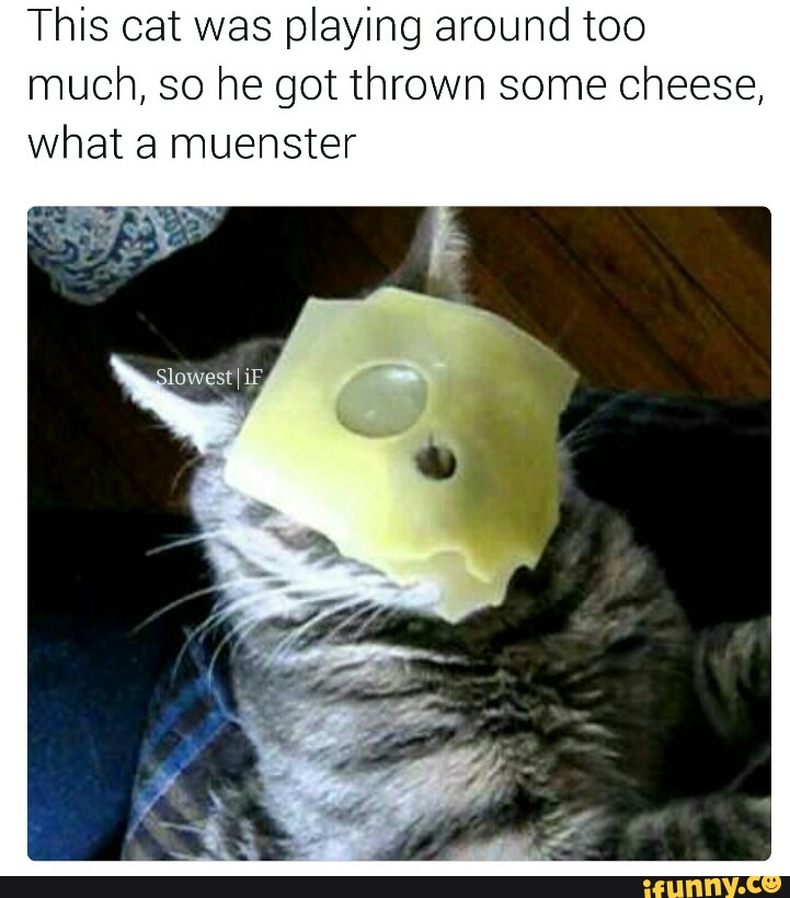 This cat was playing around too much, so he got thrown some cheese, what a ...