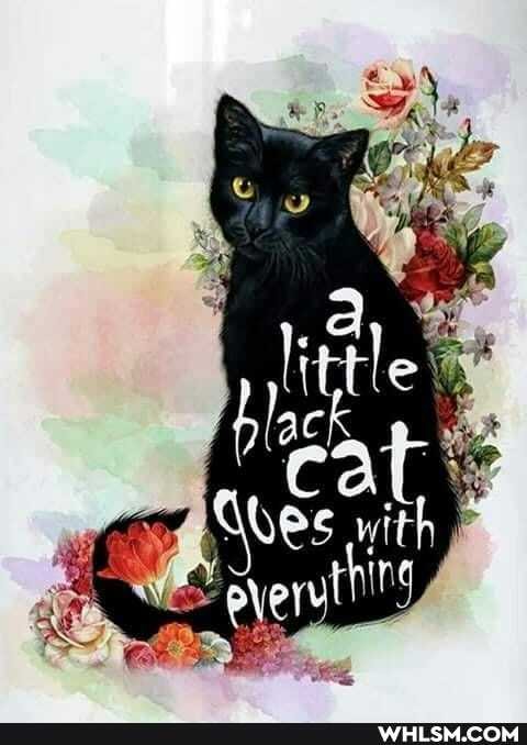 cat
Qes re
re