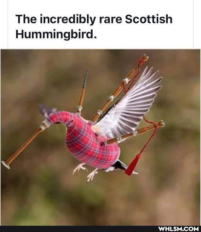 The incredibly rare Scottish
Hummingbird.