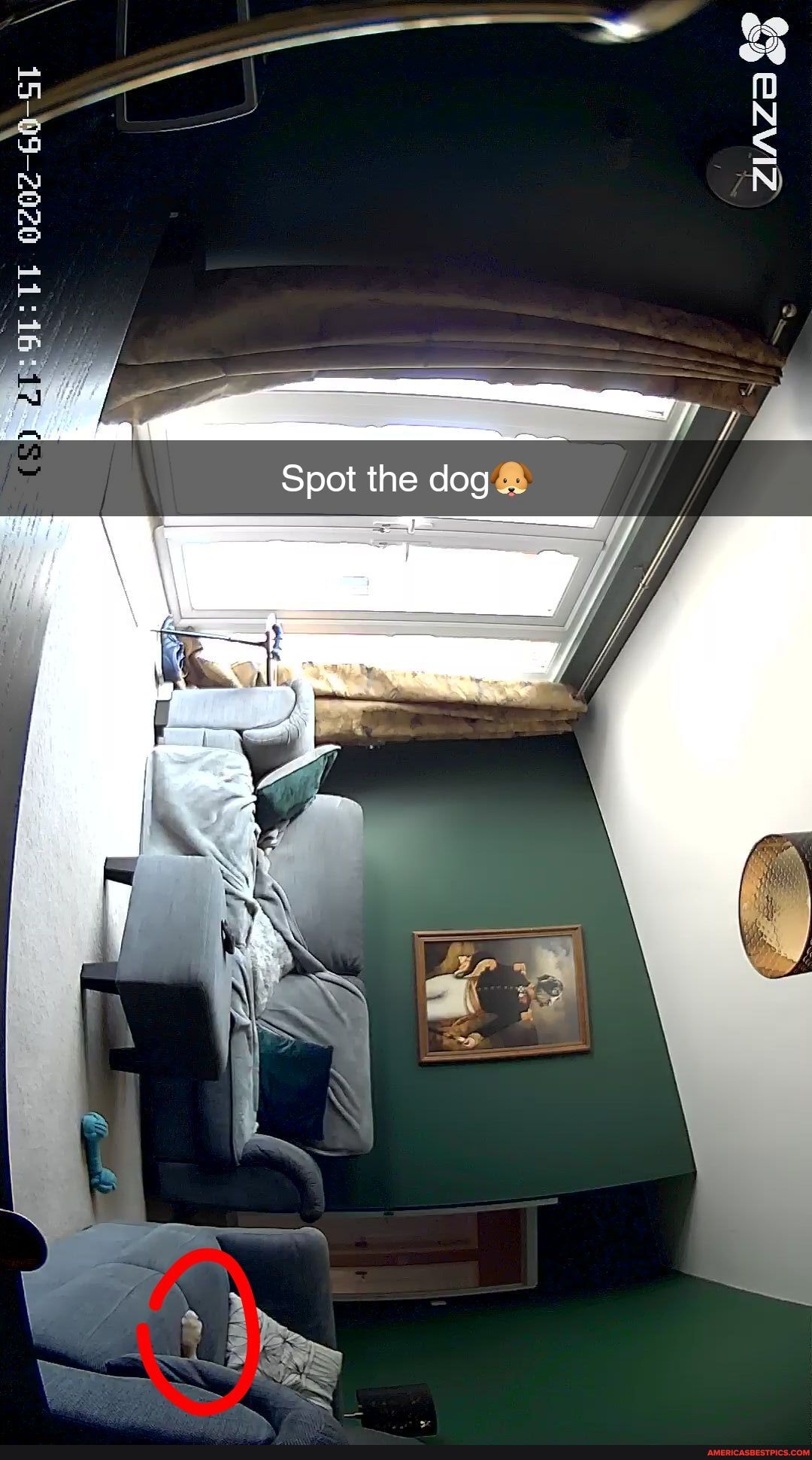 Spot the dog