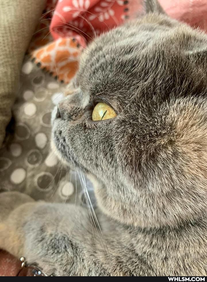 cat, caturday