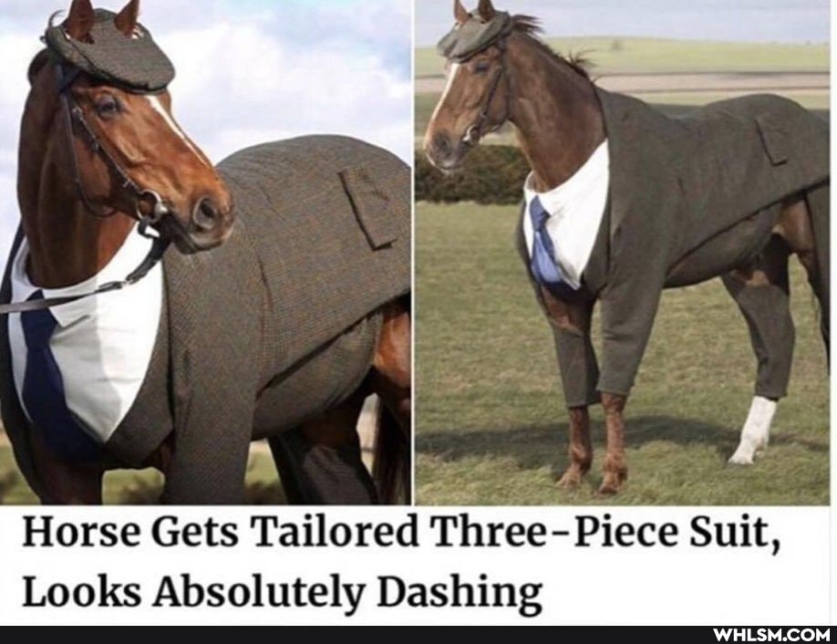 Horse Gets Tailored Three- Piece Suit,
Looks Absolutelv Dashine
