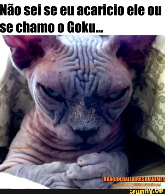 ani = nz Não sei se eu acarício ele ou