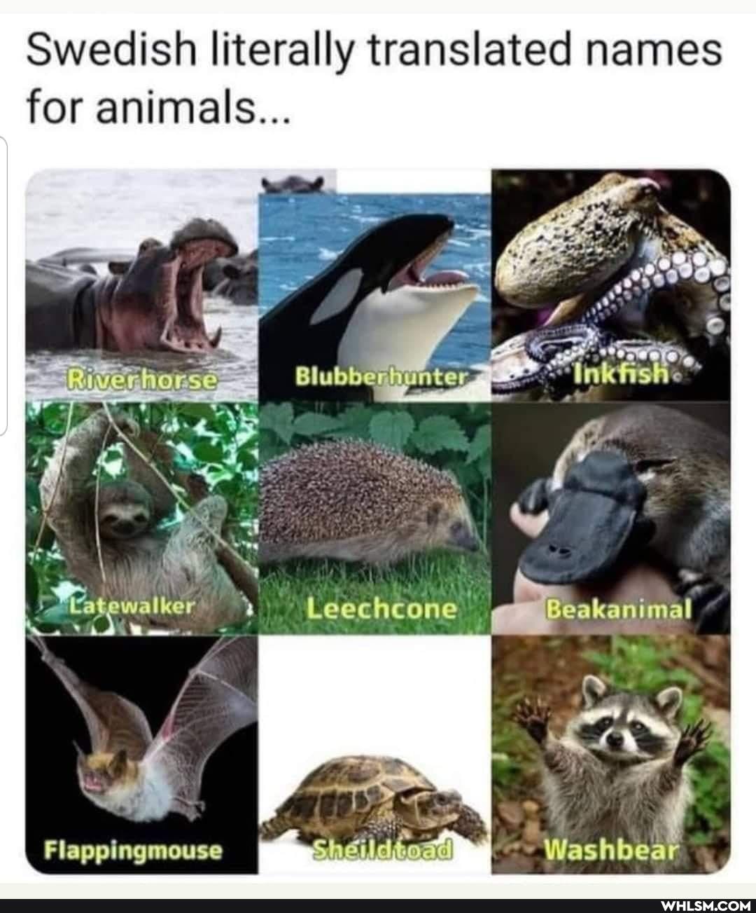 Swedish literally translated names for animals...
Leechcone
Flappingmouse Washbear