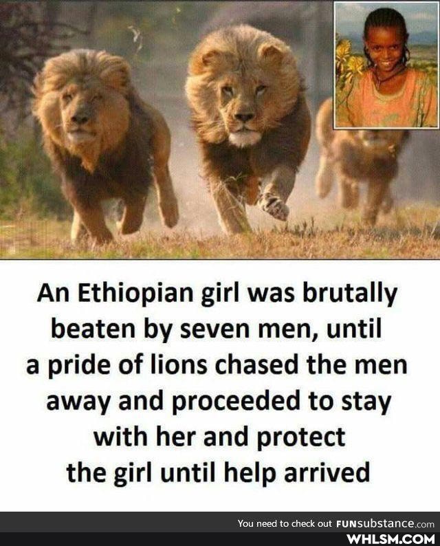 An Ethiopian girl was brutally beaten by seven men, until a pride of lions chased the men away and proceeded to stay with her and protect the girl until help arrived