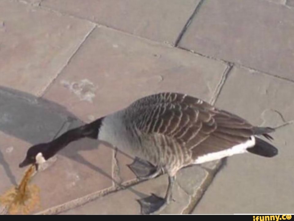 goose, vomit, reaction