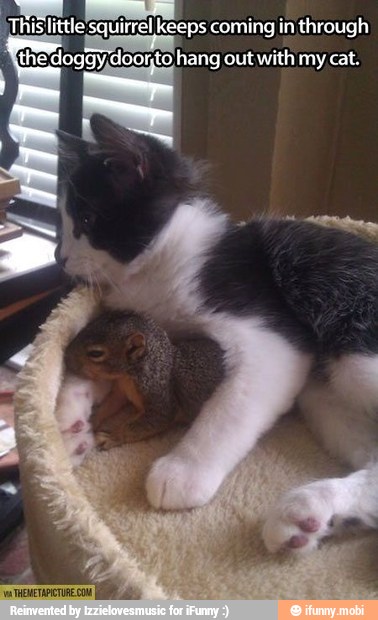 'the: doggy, doorto hang out with my cat.