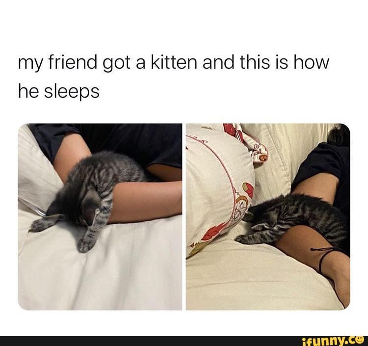 my friend got a kitten and this is how he sleeps