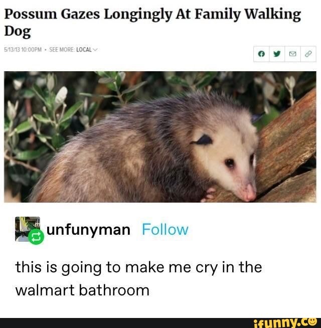 Possum Gazes Longingly At Family Walking
Dog
SEEMORE: LOCAL
this is going to make me cry in the
walmart bathroom