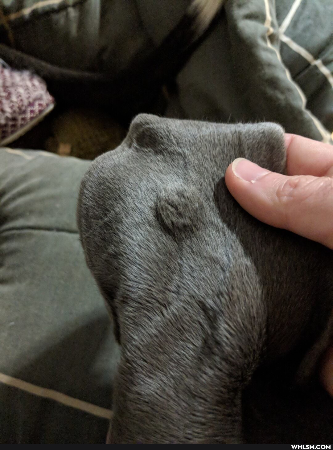 help_needed, advice_animals, lump, puppy