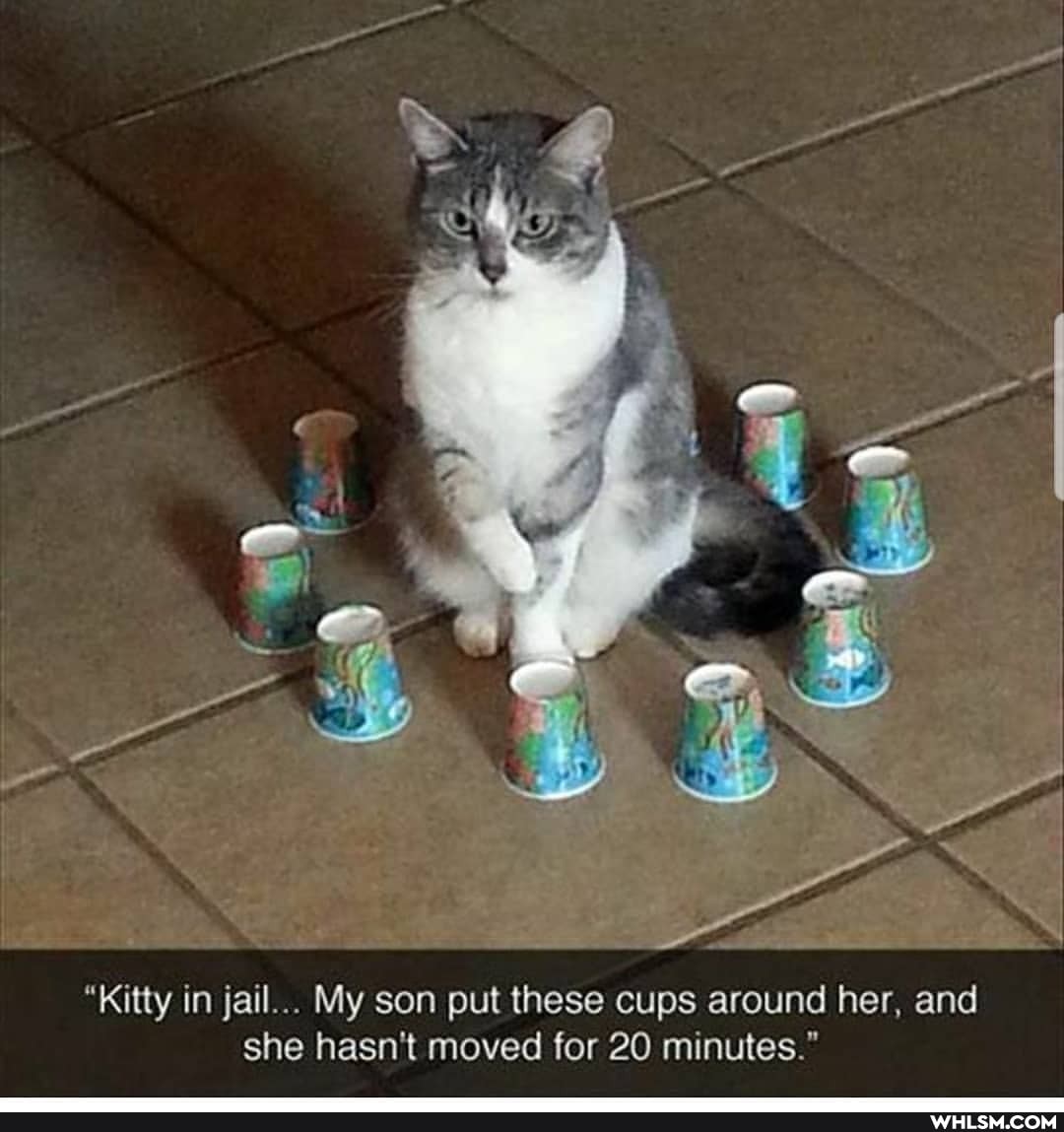 "Kitty in jail... My son put these cups around her, and she hasn't moved for 20 minutes."