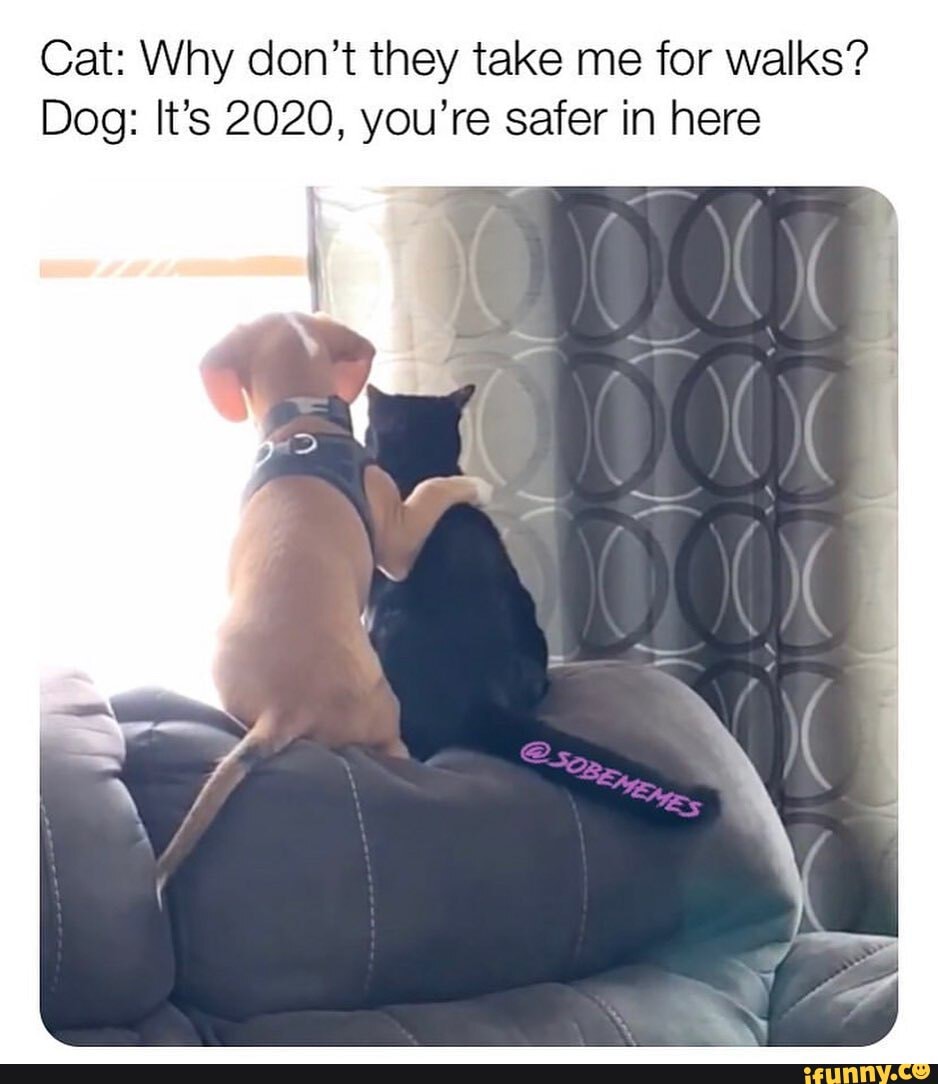 Cat: Why don't they take me for walks?
Dog: It's 2020, you're safer in here