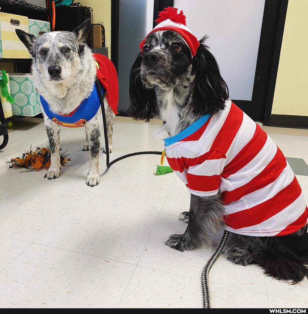 dog, aww, halloween