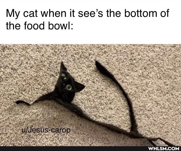 My cat when it see's the bottom of the food bowl: