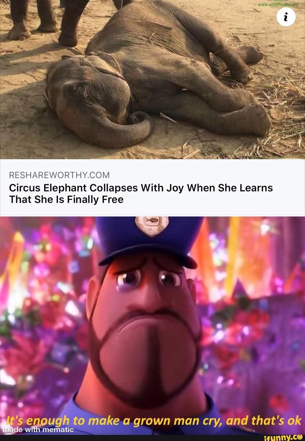 RESHARE SORT COM Circus Elephant Collapses With Joy When She Learns
That She Is Finally Free
't's enough to make a grown man cry, and that's ok mematic