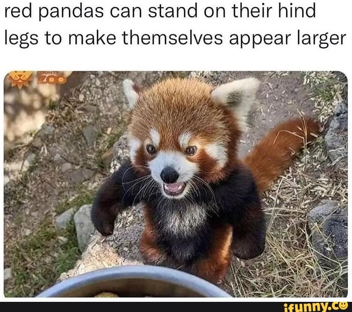 Red pandas can stand on their hind legs to make themselves appear ...