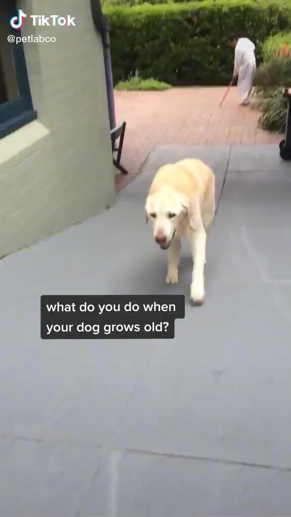 Tiktok Ta What Do You Do When Your Dog Grows Old