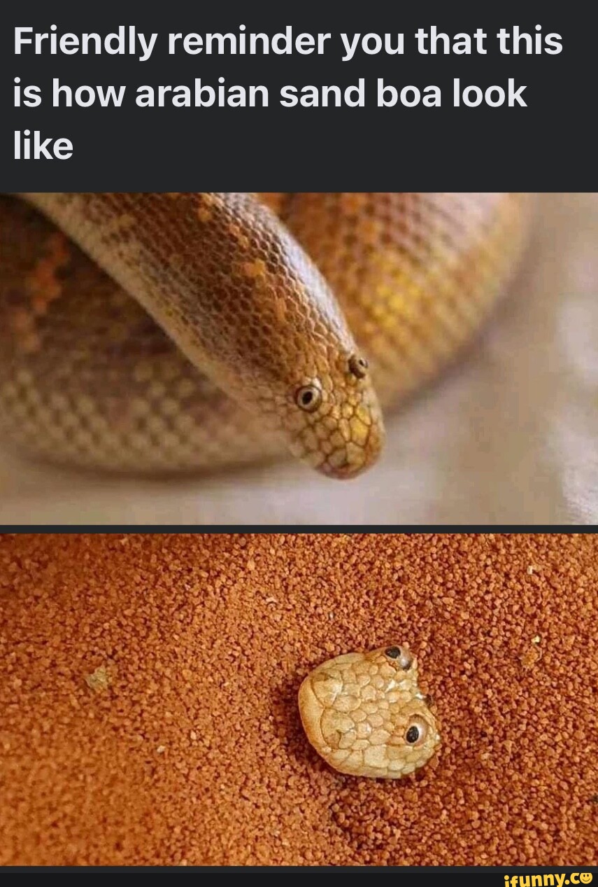 Friendly reminder you that this is how arabian sand boa look like iFunny