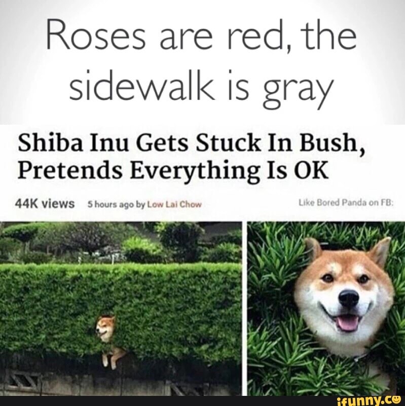 Roses Are Redthe Sidewalk Is Gray Shiba Inu Gets Stuck In