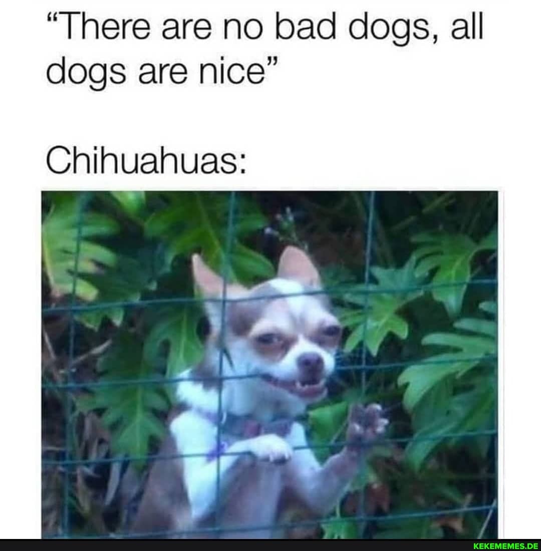 "There are no bad dogs, all dogs are nice"
Chihuahuas: