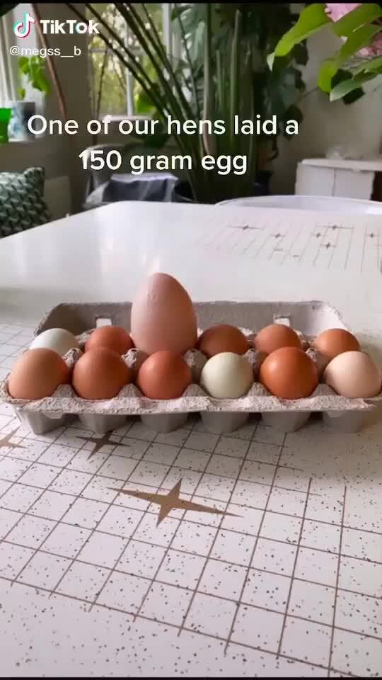 TikTok
(One of our laid a
150 gram egg
