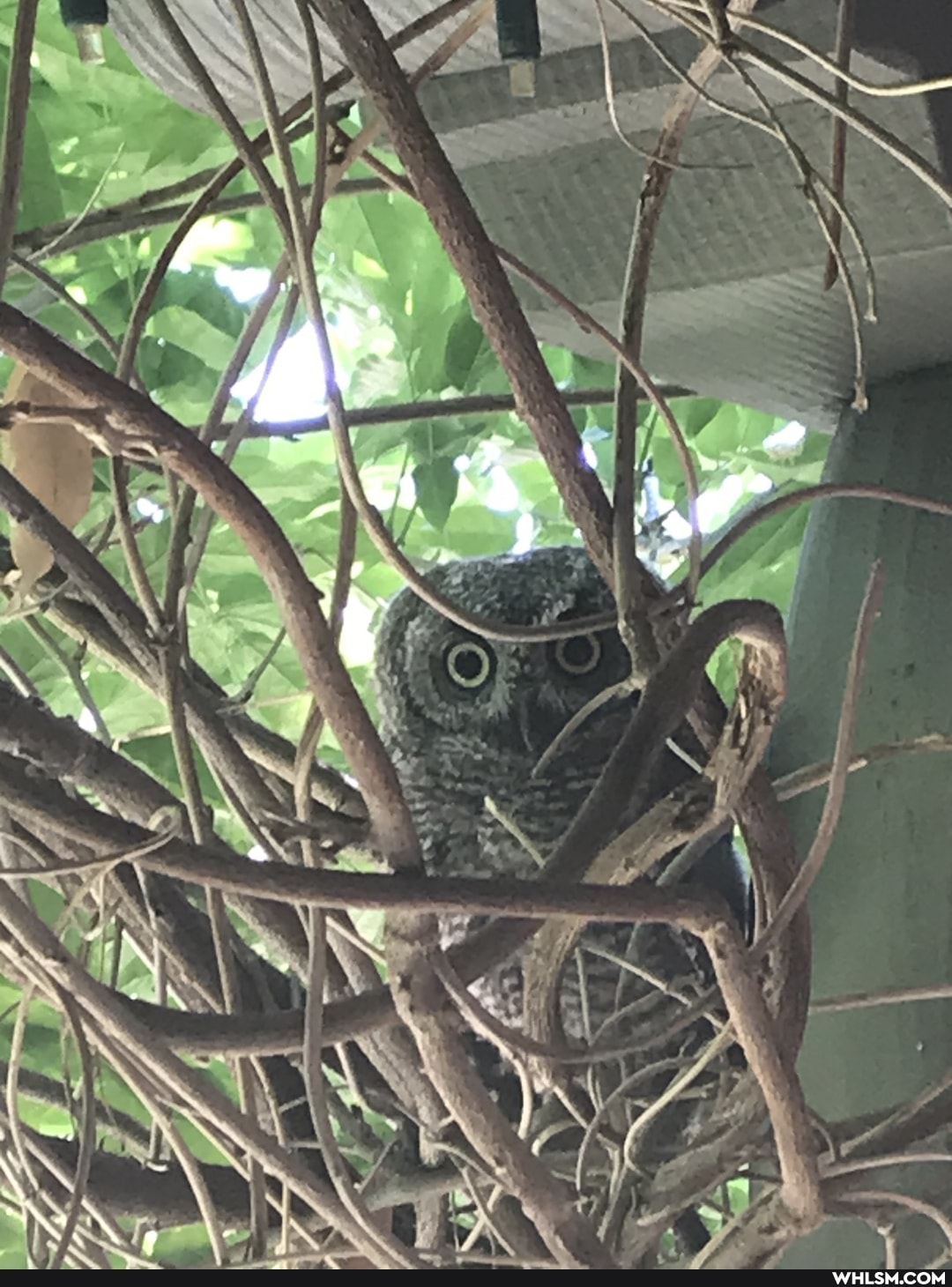 nature, owl, birds, baby_animals