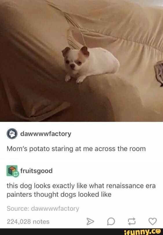 dawwwwfactory
Mom's potato staring at me across the room
this dog looks exactly like what renaissance era painters thought dogs looked like
Source: dawwwwfactory