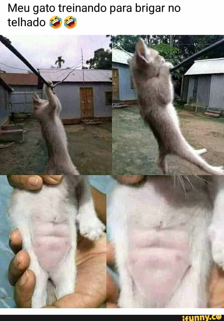 Meu gato treinando para brigar no
telhado