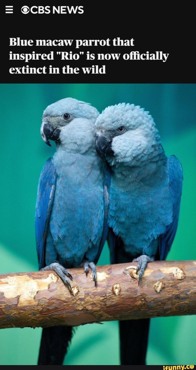 Голубой ара вымерли. Голубой попугай. Голубой попугай ара. Сколько осталось голубых ар. Голубые ары рио.