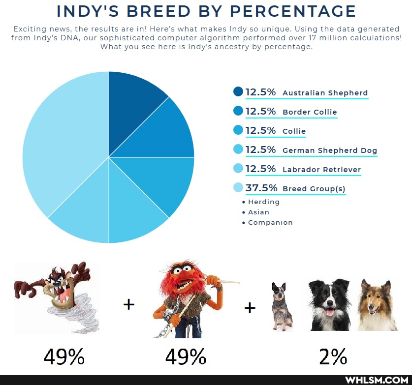 INDY'S BREED BY PERCENTAGE
Exciting news, the results are in! Here's what makes Indy so unique. Using the data generated from Indy's DNA, our sophisticated computer algorithm performed over 17 million calculations!
What you see here is Indy's ancestry by percentage.
@ 12.5% australian shepherd
@ 12.5% Border collie
12.5% Labrador Retriever
37.5% Breed
Herding
Asian
Companion
12.5% collie
12.5% German shepherd Dog
49% 49% 2%