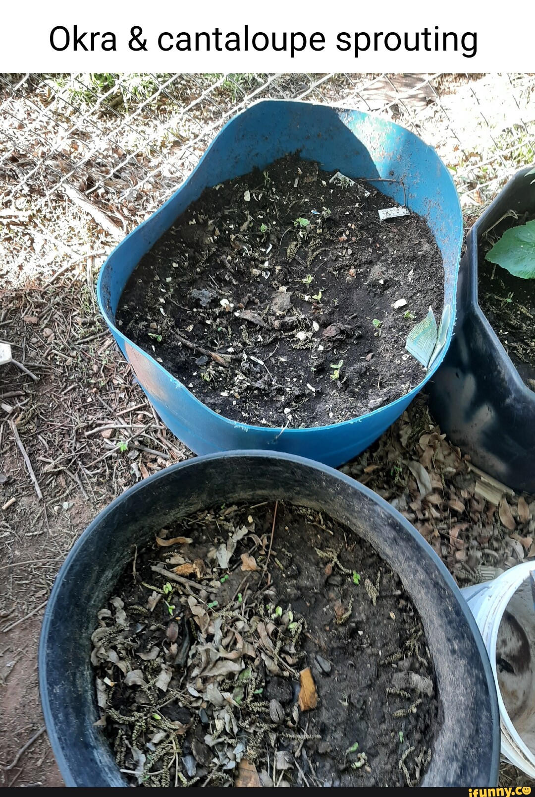 Okra memes. Best Collection of funny Okra pictures on iFunny