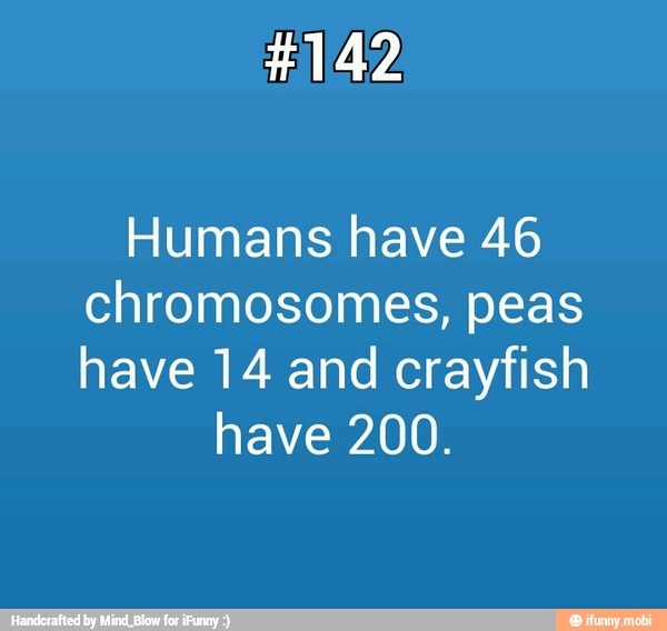 #142
Humans have 46
chromosomes, peas
have 14 and crayfish
have 200.
