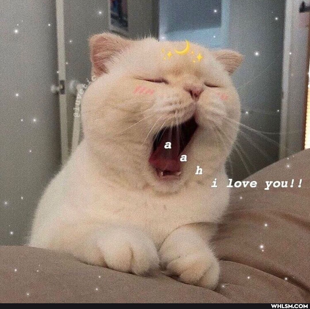 hi
i love you!