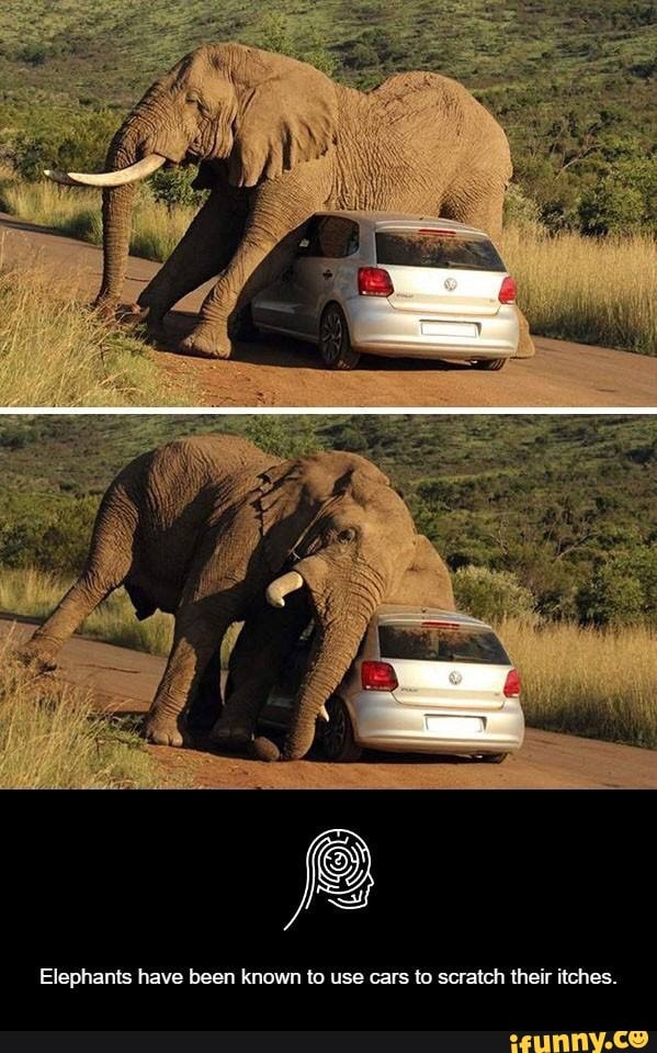 Elephants have been known to use cars to scratch their itches.